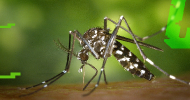 Co odstraszy komary? Przegląd metod walki z irytującymi insektami