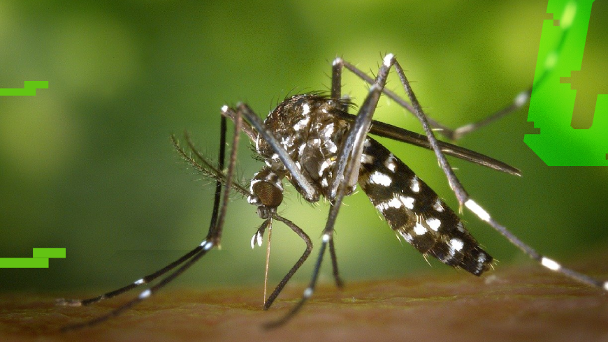 komar gryzie